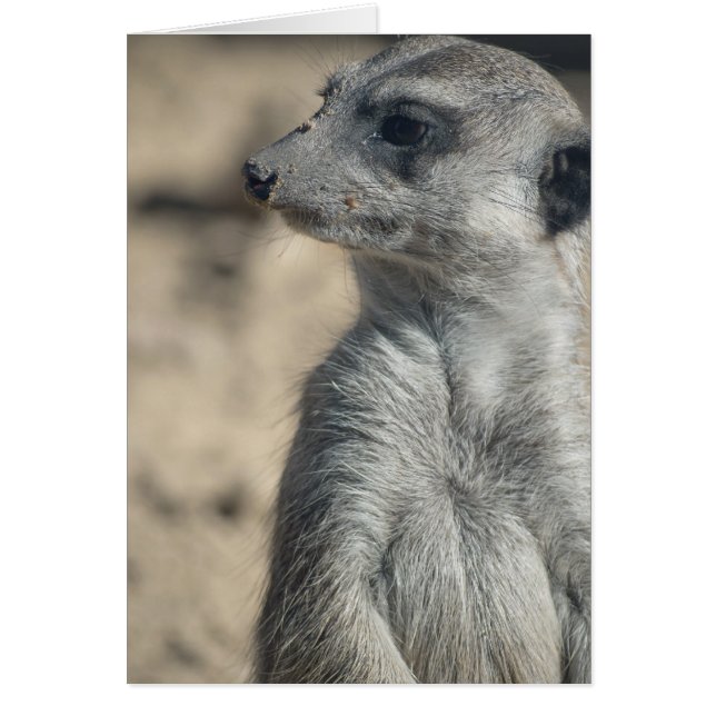 Funny Meerkat (Voorkant)