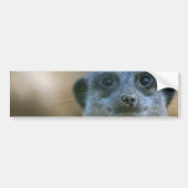 Funny Meerkat Bumpersticker (Voorkant)