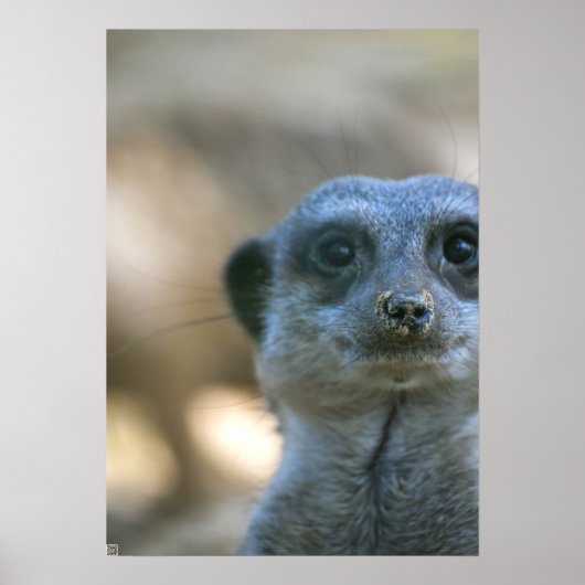 Funny Meerkat Poster (Voorkant)