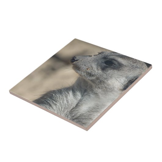 Funny Meerkat Tegeltje (Zijkant)