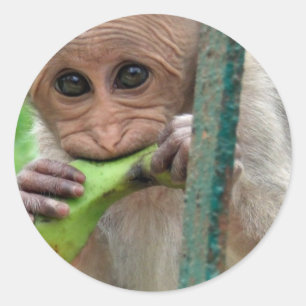 Funny Monkey Afbeelding Sticker