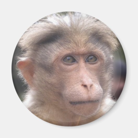 Funny Monkey Magnet (Voorkant)