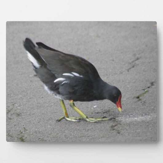 Funny Moorhen neemt een Bow Plaque Fotoplaat (Voorkant)