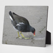 Funny Moorhen neemt een Bow Plaque Fotoplaat (Zijkant)
