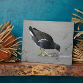 Funny Moorhen neemt een Bow Plaque Fotoplaat (Zijkant)