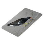 Funny Moorhen neemt een Bow Premium Magnet Magneet (Linkerzijde)