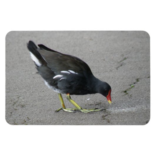 Funny Moorhen neemt een Bow Premium Magnet Magneet (Horizontaal)