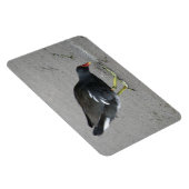 Funny Moorhen neemt een Bow Premium Magnet Magneet (Rechterzijde)