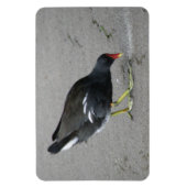 Funny Moorhen neemt een Bow Premium Magnet Magneet (Verticaal)
