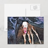 Funny Newborn Foal Briefkaart (Voorkant / Achterkant)