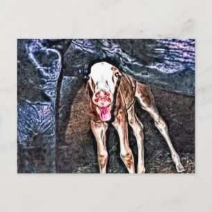 Funny Newborn Foal Briefkaart