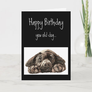 Funny Old Dog Birthday, Labrador Retriever Kaart
