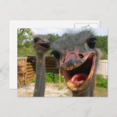 Funny Ostrich Bird Photo What's Up Briefkaart (Voorkant / Achterkant)