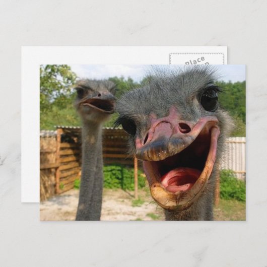 Funny Ostrich Bird Photo What's Up Briefkaart (Voorkant / Achterkant)