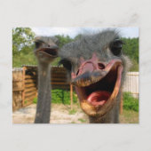 Funny Ostrich Bird Photo What's Up Briefkaart (Voorkant)