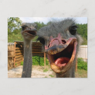 Funny Ostrich Bird Photo What's Up Briefkaart
