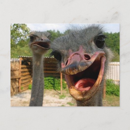 Funny Ostrich Bird Photo What's Up Briefkaart (Voorkant)