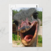 Funny Ostrich Bird Photo What's Up Briefkaart (Voorkant / Achterkant)