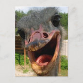 Funny Ostrich Bird Photo What's Up Briefkaart (Voorkant)