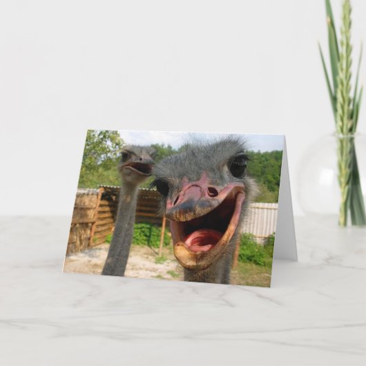 Funny Ostrich Bird Photo What's Up Kaart (Voorkant)