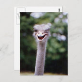 Funny Ostrich Briefkaart (Voorkant / Achterkant)
