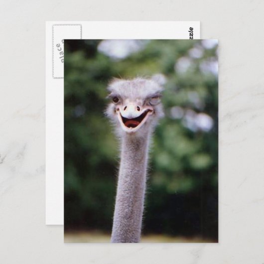 Funny Ostrich Briefkaart (Voorkant / Achterkant)