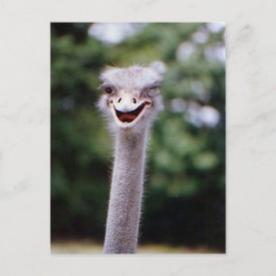Funny Ostrich Briefkaart