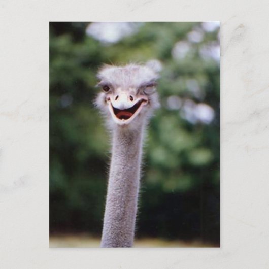 Funny Ostrich Briefkaart (Voorkant)