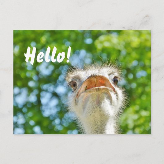 Funny Ostrich - Hallo Briefkaart (Voorkant)