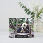 Funny Panda Beer, vergadering Chengdu - China Briefkaart (Staand voorkant)