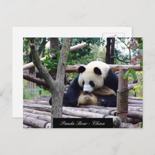 Funny Panda Beer, vergadering Chengdu - China Briefkaart (Voorkant / Achterkant)