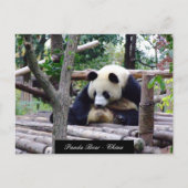 Funny Panda Beer, vergadering Chengdu - China Briefkaart (Voorkant)