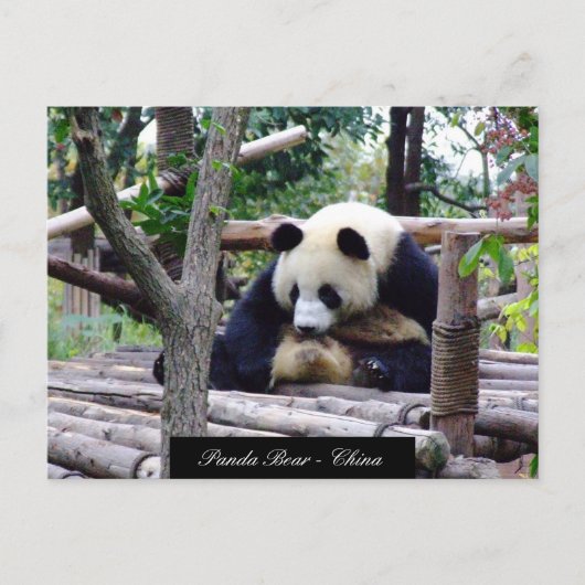 Funny Panda Beer, vergadering Chengdu - China Briefkaart (Voorkant)