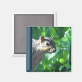Funny Peek-a boo Squirrel Foto Kitchen Magneet (Voorkant / Achterkant)