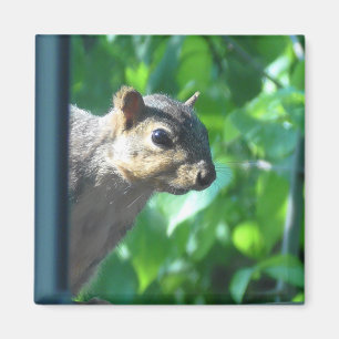 Funny Peek-a boo Squirrel Foto Kitchen Magneet