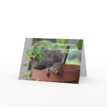 Funny pensioncard, Squirrel in Planter