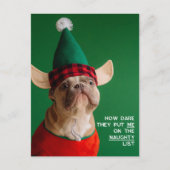Funny Pet Foto Kerstvakantie Briefkaart (Voorkant)