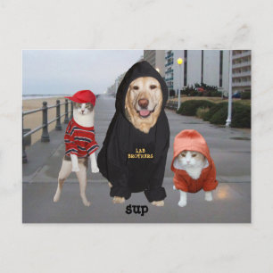 Funny Pets/Lab & Cats/Sup/Whazup Briefkaart