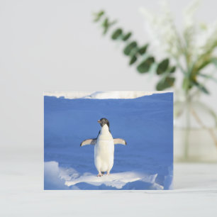 Funny pinguin op ijsfoto briefkaart