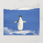 Funny pinguin op ijsfoto briefkaart (Voorkant)