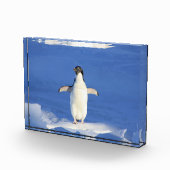 Funny pinguin op ijsfoto fotoblokken (Rechts)