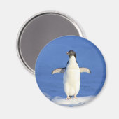 Funny pinguin op ijsfoto magneet (Voorkant / Achterkant)