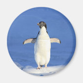 Funny pinguin op ijsfoto magneet (Voorkant)