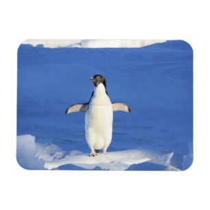 Funny pinguin op ijsfoto magneet