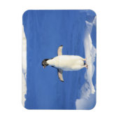 Funny pinguin op ijsfoto magneet (Verticaal)