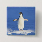 Funny pinguin op ijsfoto vierkante button 5,1 cm (Voorkant)