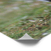 Funny pinguins poster (Hoek)