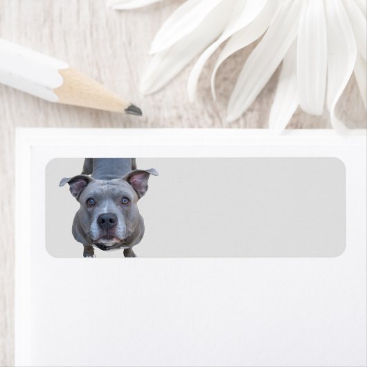 Funny Pitbull-Adresetiketten Etiket (Insitu)