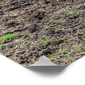 Funny, Playful Chestnut Ranch Horse Foto Poster (Hoek)