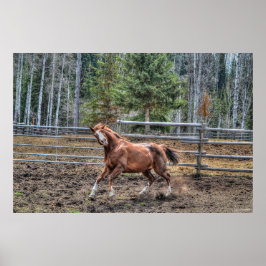 Funny, Playful Chestnut Ranch Horse Foto Poster